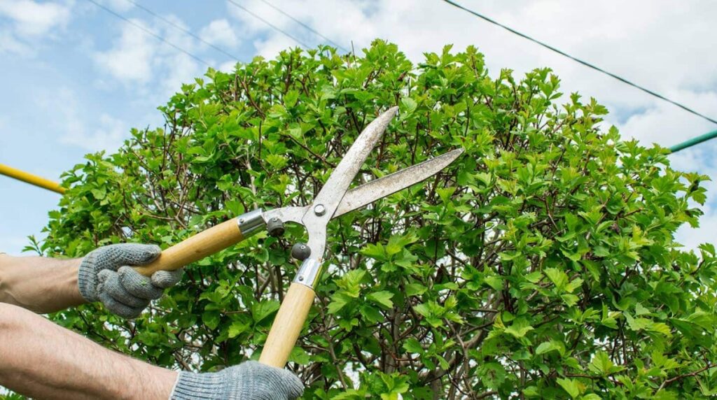 Tree Pruning Acworth